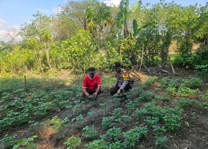 Bhabinkamtibmas Paron Pantau Tanaman Cabai, Dorong Ketahanan Pangan dari Pekarangan Rumah