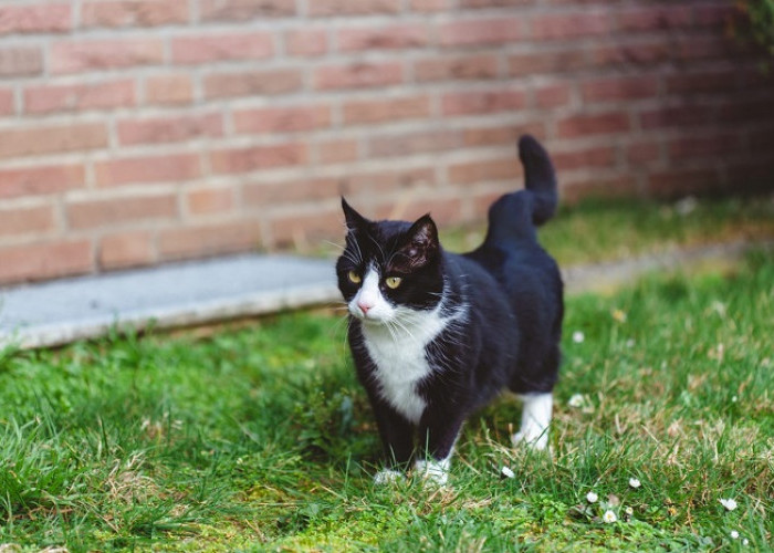 Dilema Lepas Kucing di Luar Rumah: Kebebasan atau Malah Berbahaya?