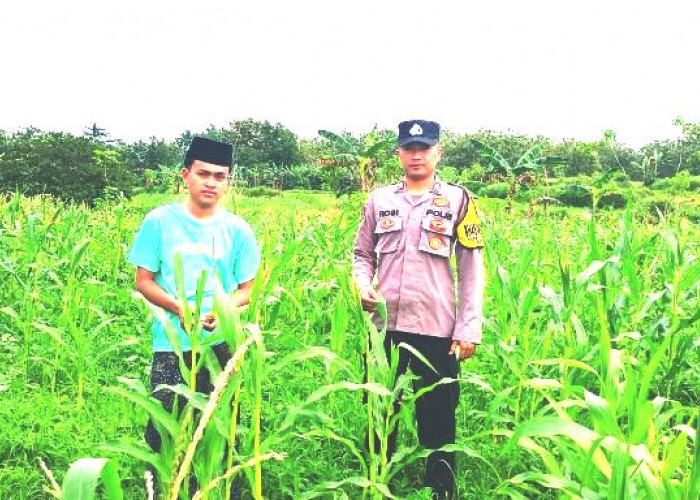 Dukung Ketahanan Pangan Nasional, Bhabinkamtibmas Polsek Blega Edukasi Petani Jagung Desa Karang Gajam