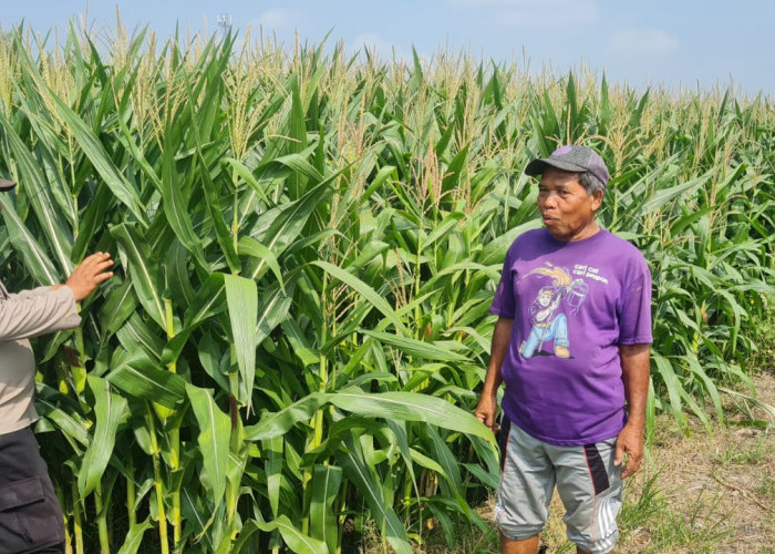 Tingkatkan Swasembada Pangan, Polsek Candi Bersama Petani Kelola Lahan Jagung