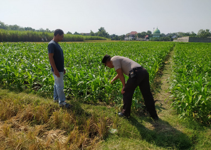 Dukung Asta Cita Presiden, Kanit Binmas Polsek Tarokan Terjun ke Sawah Pantau Petani