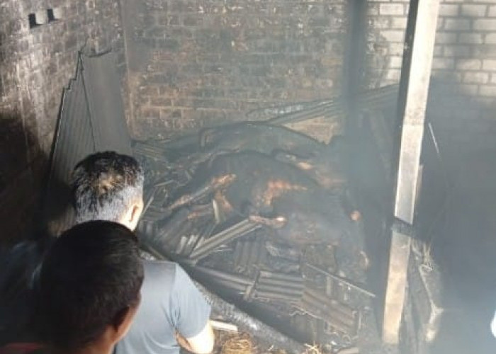 Kandang Sapi di Bluluk Lamongan Terbakar, 2 Ekor Mati, Kerugian Rp60 Juta