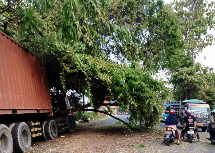Pohon Tua Tumbang Timpa Truk di Bungah Gresik, Sopir Selamat