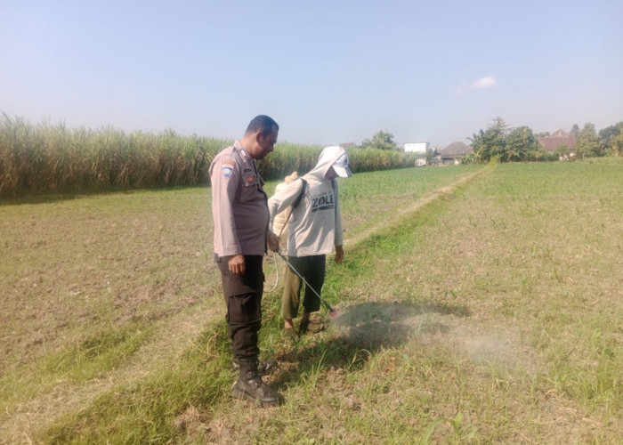 Pantau Perawatan Jagung Sejak Awal, Bhabinkamtibmas Singonegaran Perkuat Ketahanan Pangan