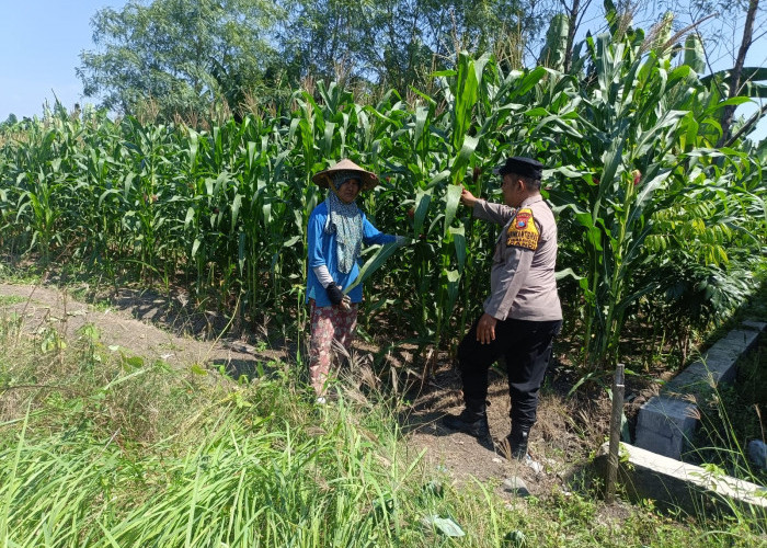 Optimalkan Ketahanan Pangan, Bhabinkamtibmas Polsek Candi Pantau Pertumbuhan Jagung di Desa Durungbedug