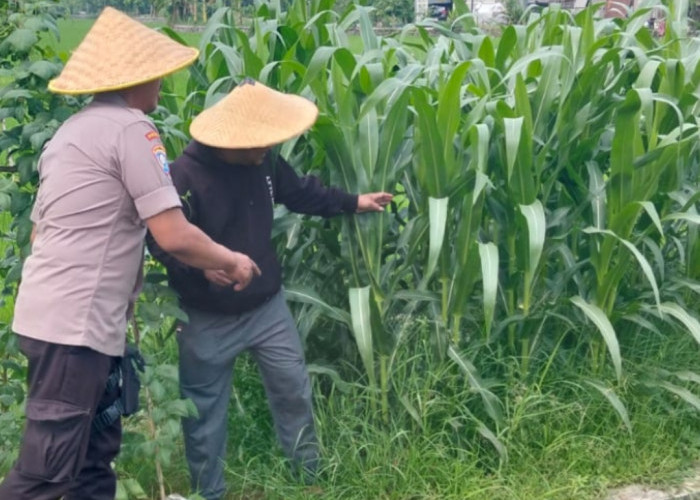 Polsek Tulangan Dukung Ketahanan Pangan Lewat Monitoring Lahan Jagung Tumpang Sari di Desa Gelang