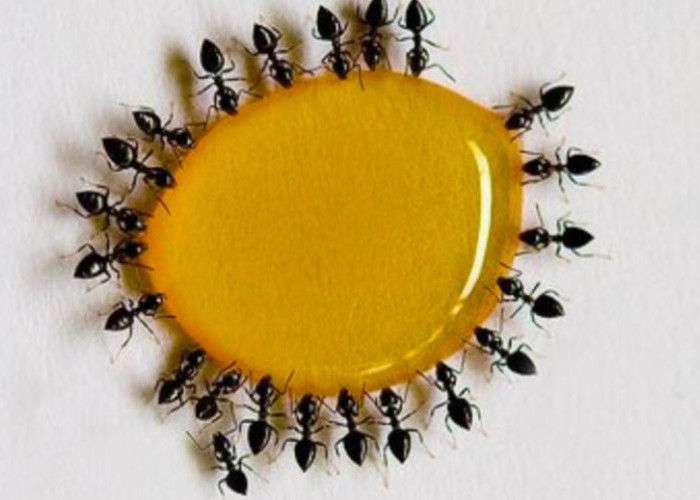Woow Baru Tahu Cara Membasmi Semut di Rumah dengan Ramuan Sederhana 