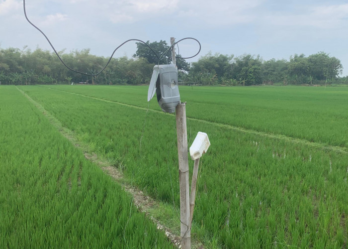 Listrik Jebakan Tikus Kembali Renggut Nyawa Warga, Kini Seorang Remaja Benjeng Tewas
