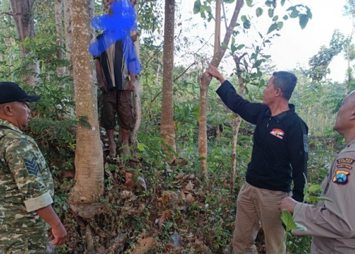 Sempat Hilang Sehari, Kakek di Situbondo Ditemukan Tewas Tergantung di Pohon