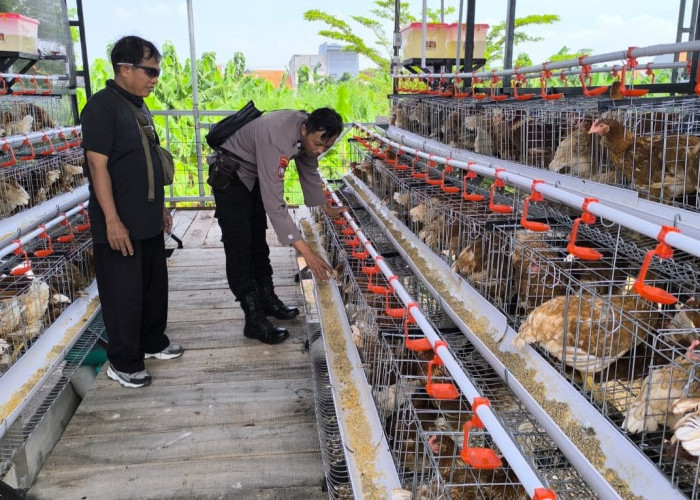 Bhabinkamtibmas Sidodadi Sambangi Peternakan Ayam Petelur, Tingkatkan Ketahanan Pangan 