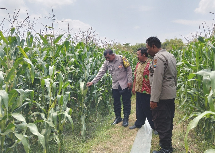 Bhabinkamtibmas Turun ke Lahan Jagung, Wujud Nyata Polri Dukung Ketahanan Pangan di Jombang