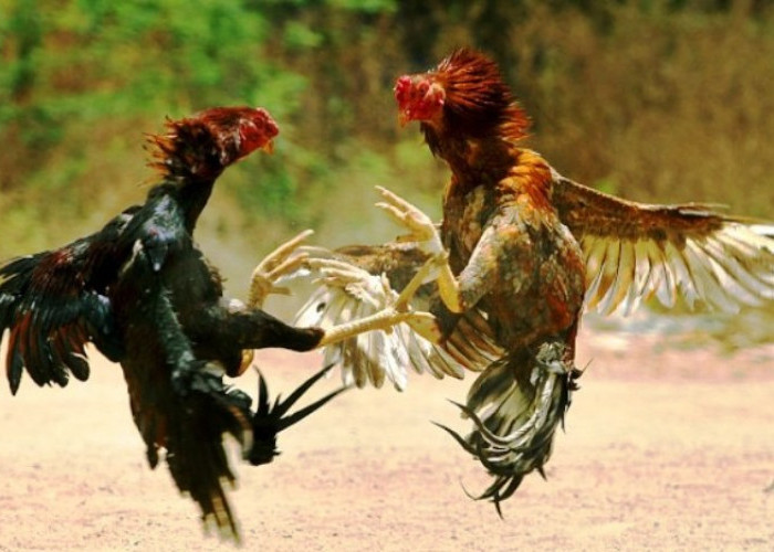 Gerebeg Arena Judi Sabung Ayam di Desa Gebang, 9 Warga Digaruk Tim Buser Satreskrim Polres Bangkalan