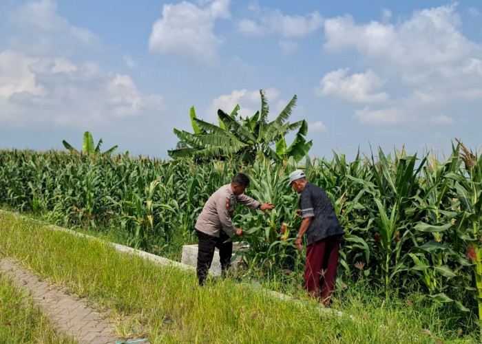 Polsek Tanggulangin Optimalkan Pengelolaan Lahan Jagung Dukung Ketahanan Pangan