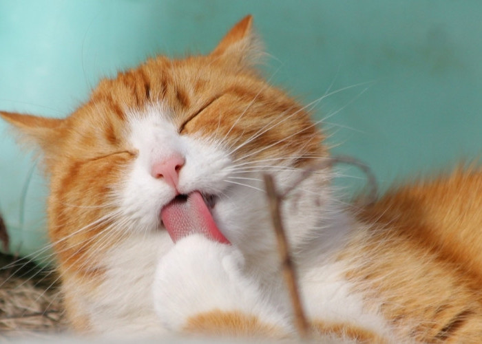 Manfaat Catnip bagi Kucing : Menenangkan, Menghibur, dan Meningkatkan Kesehatan