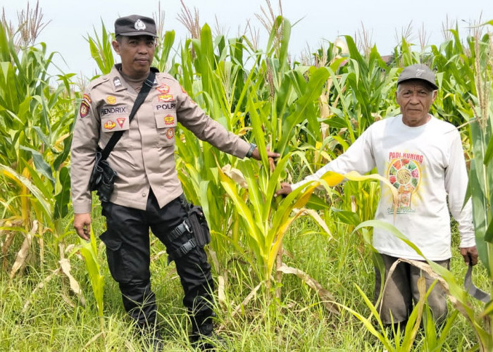 Polsek Tulangan Dukung Ketahanan Pangan, Tinjau Perkembangan Lahan Jagung di Desa Kajeksan