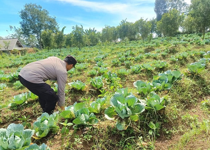 Dukung Ketahanan Pangan, Bhabinkamtibmas Polsek Nongkojajar Dampingi Petani Budidaya Kubis