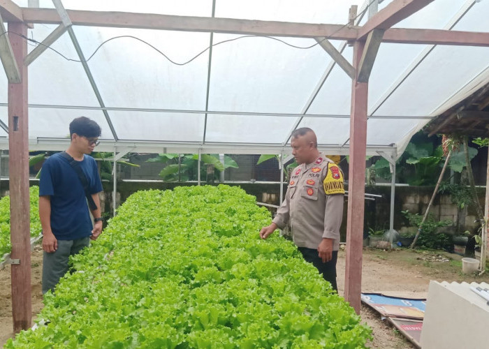 Bhabinkamtibmas Watualang Pantau Tanaman Sawi dan Selada, Dukung Ketahanan Pangan