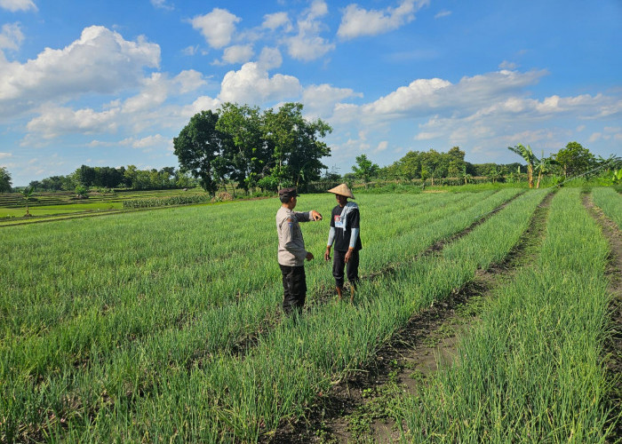 Dukung Ketahanan Pangan, Bhabinkamtibmas Polsek Kedungadem Patroli Dialogis di Tengah Petani