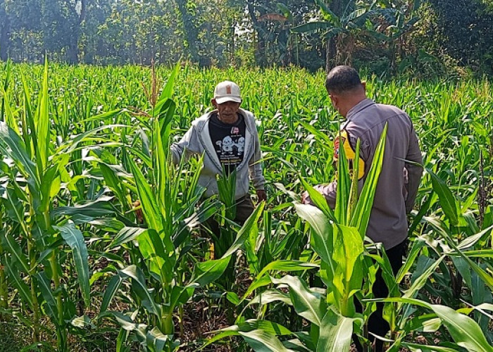 Bhabinkamtibmas Polsek Tarokan Cek Lahan Jagung di Kediri Dukung Swasembada Pangan