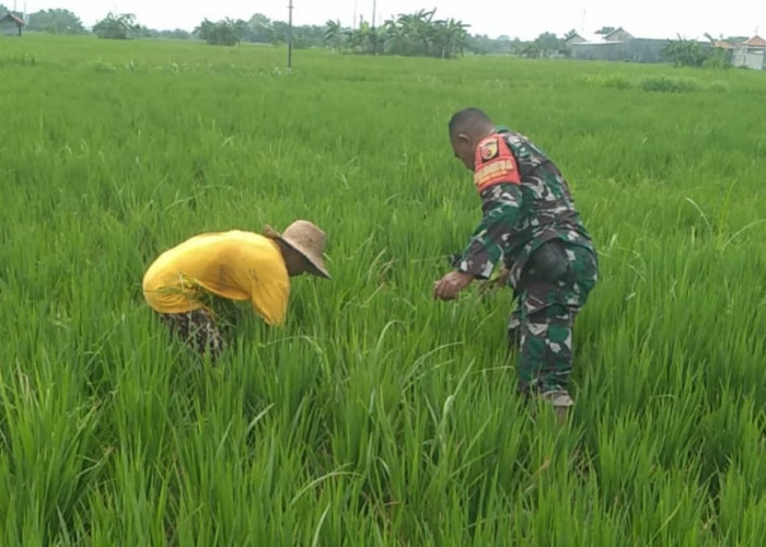 Babinsa Koramil 0826-06/Pademawu Laksanakan Pendampingan Ketahanan Pangan