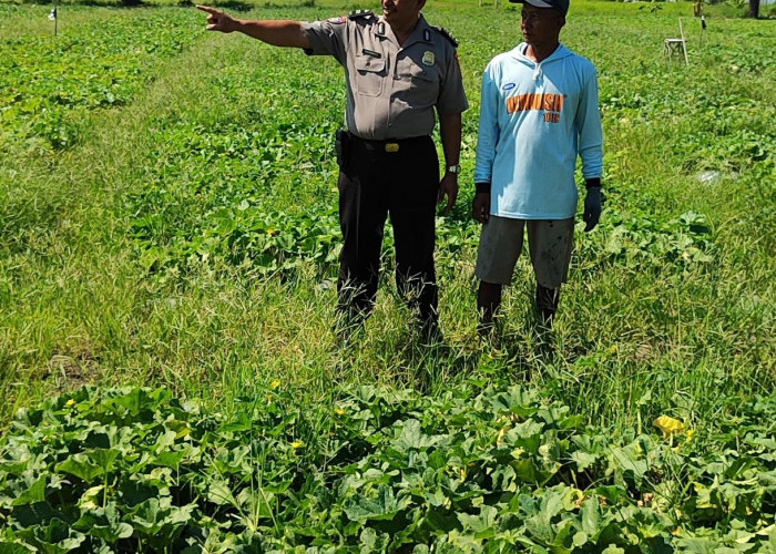 Polsek Tanggulangin Dukung Ketahanan Pangan, Tinjau Lokasi Rencana Tanam Jagung Hibrida di Kedensari