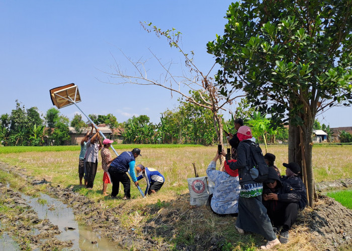 Petani Kalitidu Pasang Rumah Burung Hantu untuk Atasi Tikus