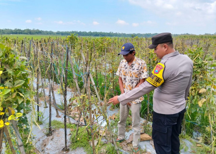 Polres Ngawi Dorong Pekarangan Produktif, Bhabinkamtibmas Kasreman Pantau Budidaya Kacang Panjang