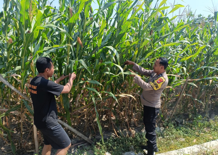 Bhabinkamtibmas Widodaren Giat Monitoring Lahan Jagung Warga, Perkuat Ketahanan Pangan di Ngawi 