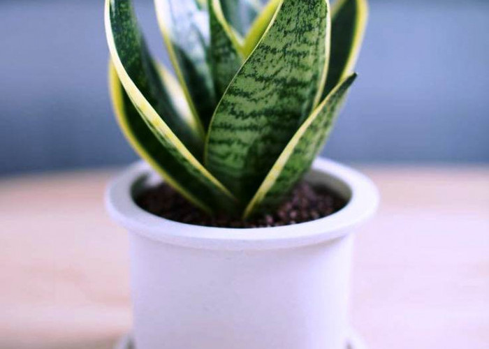 Selain Mempercantik Rumah, 5 Tanaman Hias Ini Juga Bisa Menyerap Debu 