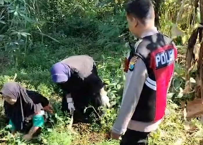 Bhabinkamtibmas Polsek Pasrepan Dampingi Petani Jagung