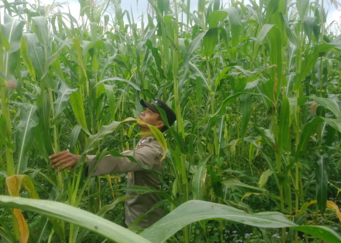 Sinergi Wujudkan Swasembada, Polsek Pronojiwo Turun Tangan Dukung Ketahanan Pangan Masyarakat