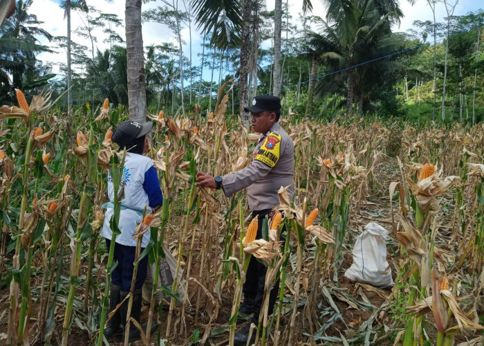 Bhabinkamtibmas Polresta Banyuwangi Dampingi Petani Panen Jagung, Dukung Swasembada Pangan