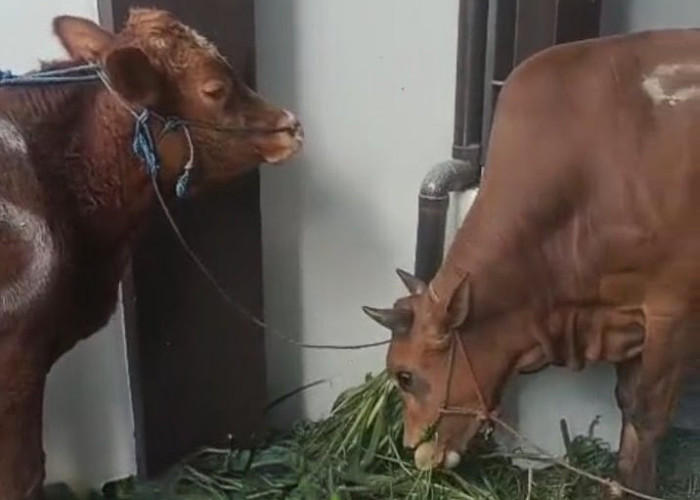 Kejari Tanjung Perak Sembelih 2 Sapi dan 3 Kambing, 310 Paket Daging Kurban Dibagikan