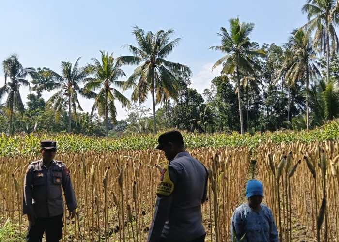Sinergi Asta Cita Bhabinkamtibmas Polsek Randuagung Lumajang Turun ke Ladang Dampingi Petani Jagung
