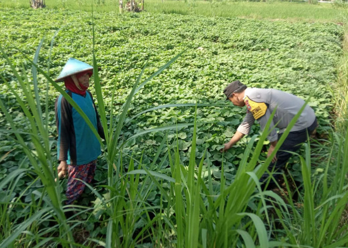 Bhabinkamtibmas Kendal Dampingi Budidaya Bayam, Perkuat Ketahanan Pangan dari Pekarangan 