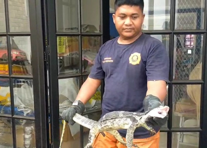 Petugas DPKP Surabaya Tangkap 30 Biawak dari Rumah Warga