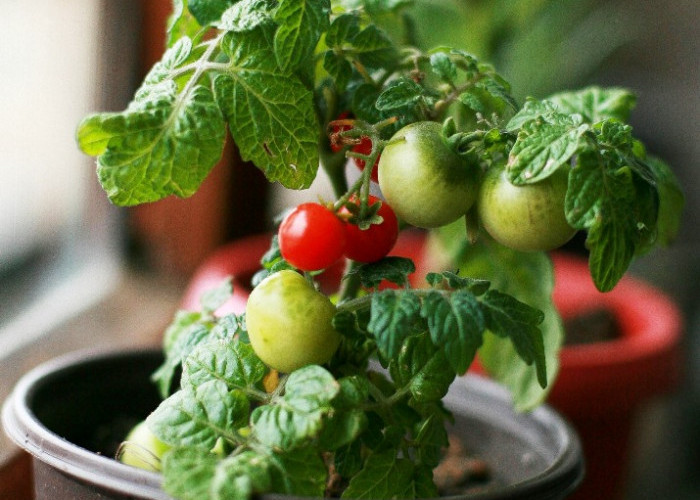 Cara Menanam Tomat Ceri Mikro di Meja Makan, Hiasan Cantik Sekaligus Bisa Dikonsumsi