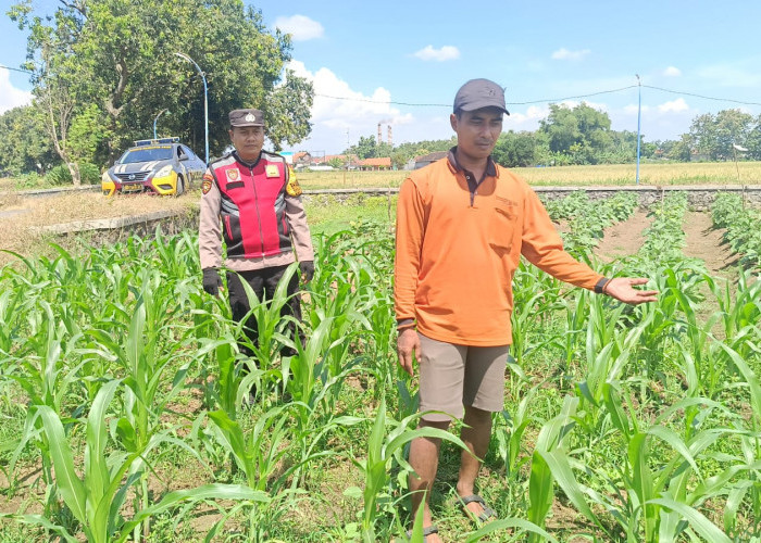 Petani Singkalan dan Polisi Turun ke Pekarangan, Dukung Program Ketahanan Pangan