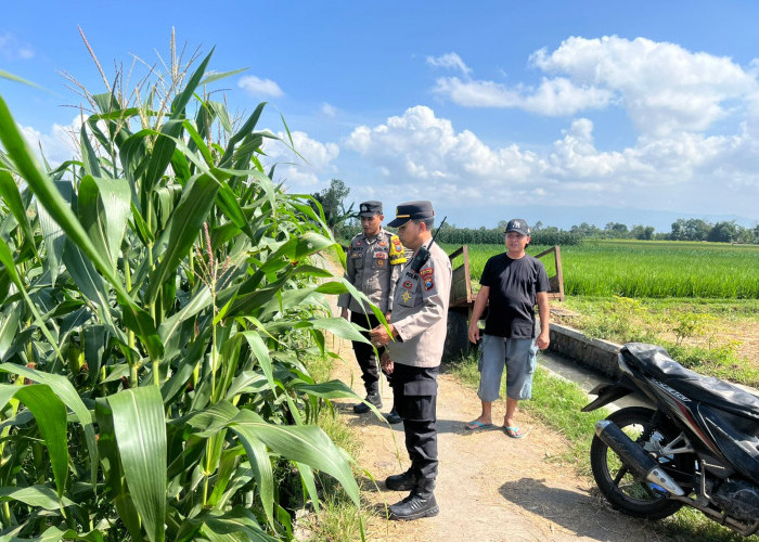 Sinergi Ketahanan Pangan, Kapolsek Lumajang Kota Turun Langsung Dampingi Petani
