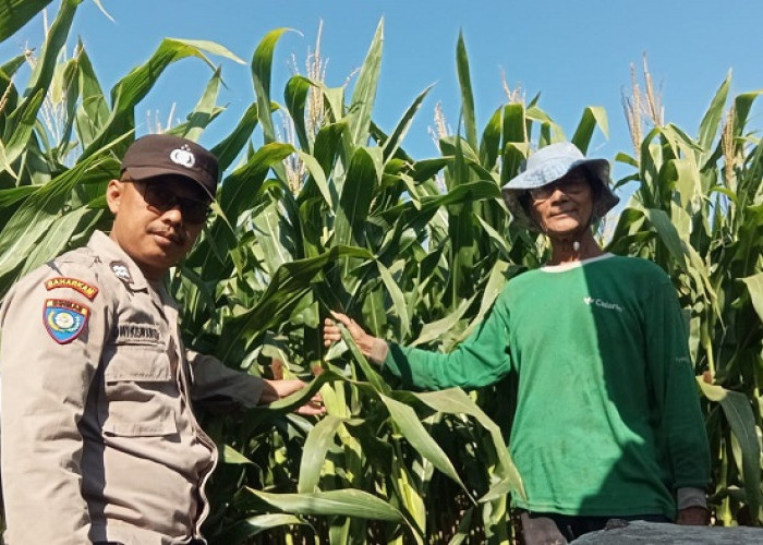 Bhabinkamtibmas Campurejo Cek Tanaman Jagung, Dorong Ketahanan Pangan dan Swasembada