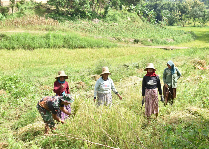 Panen di Tengah TMMD, Prajurit TNI Turun ke Sawah Bantu Petani Mandala