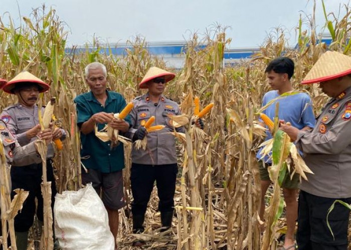  Polsek Balongbendo Panen Jagung di Wonokupang, Dukung Ketahanan Pangan Nasional