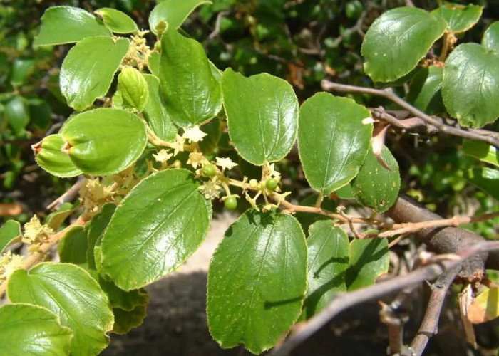 Segudang Manfaat Daun Bidara bagi Kesehatan Tubuh