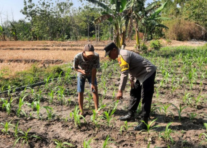 Dukung Ketahanan Pangan, Bhabinkamtibmas Wonorejo Cek Tanaman Jagung Warga