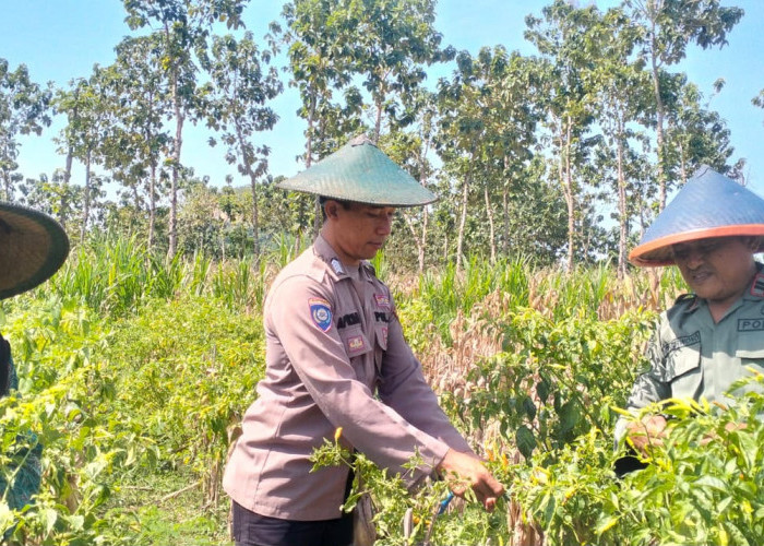 Kemandirian Pangan Nasional, Personel Polres Gresik Dampingi Pertanian di Panceng