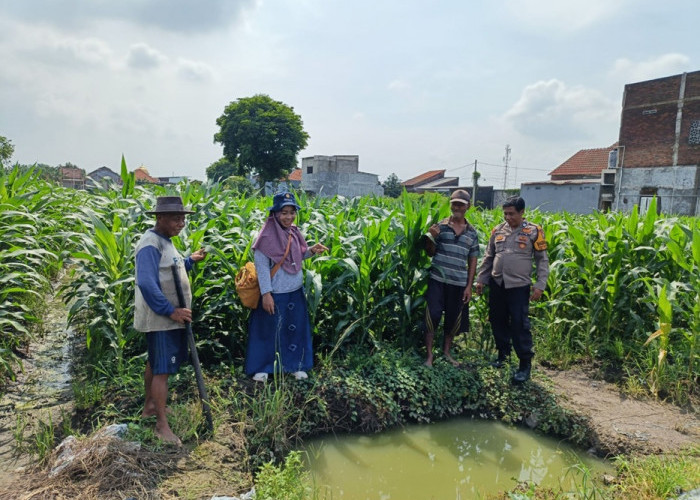 Polsek Tanggulangin Bersama PPL dan Gapoktan Rawat Tanaman Jagung Dukung Ketahanan Pangan