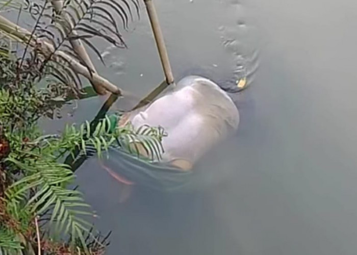 Geger Mayat Pria Lanjut Usia Ditemukan Mengapung di Kali Ponokawan Krian