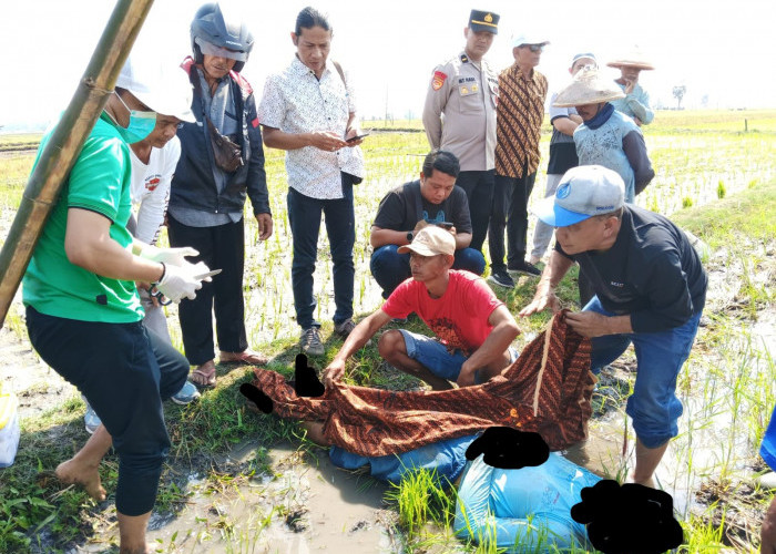 Perbaiki Kabel Sumur Sibel di Sawah, Pekerja Ngawi Tewas Tersengat Listrik