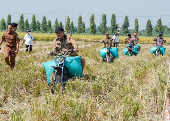 Panen Raya Padi Lamongan Capai 11,3 Ton per Hektare, MT III Dipercepat