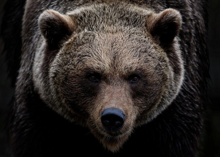 Bertemu Beruang di Hutan: Tips Agar Tetap Aman